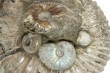 Giant, Bumpy Ammonite (Douvilleiceras) Fossil #279781-3